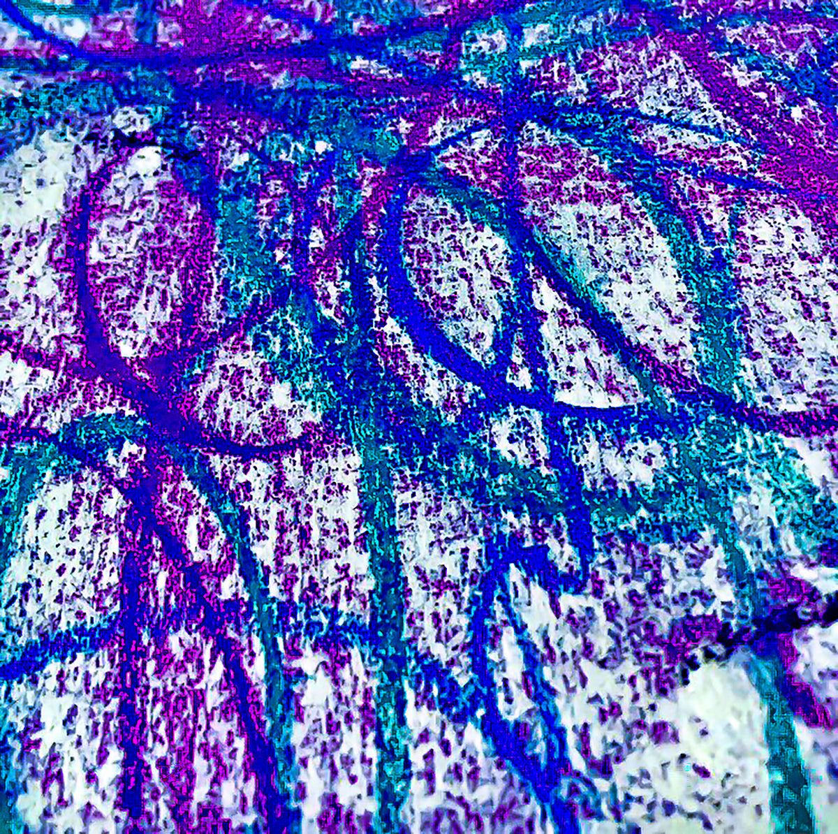 Giclee Rolled Canvas Print